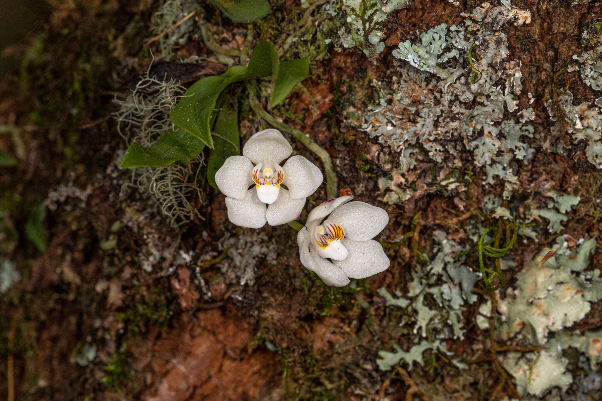 Image of Orange blossom orchid