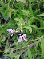 Image de Cleome titubans Speg.