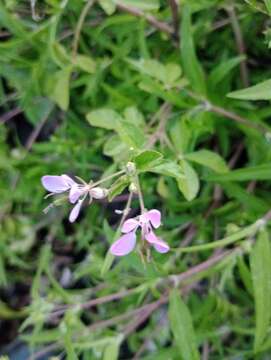 Image of Cleome titubans Speg.