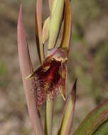 Calochilus robertsonii Benth.的圖片