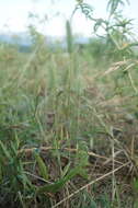 Plancia ëd Hordeum marinum subsp. gussoneanum (Parl.) Thell.