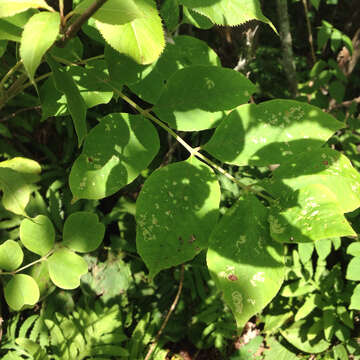 Image of pumpkin ash