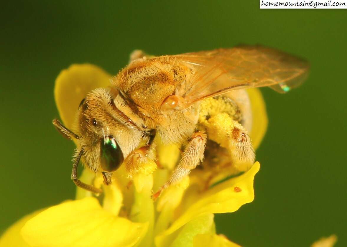 Image of Halictus pseudovestitus Blüthgen 1925