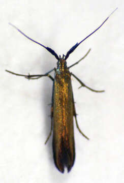 Image of Case-bearer moth