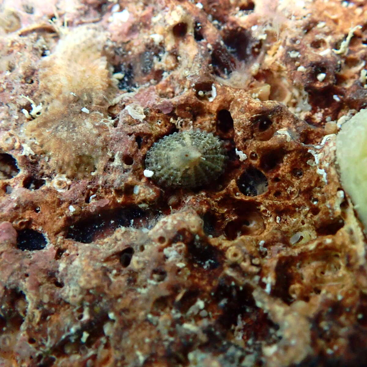 Image of Common Keyhole Limpet