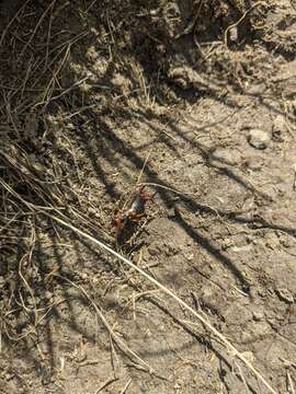 Image de Anechura bipunctata (Fabricius 1781)