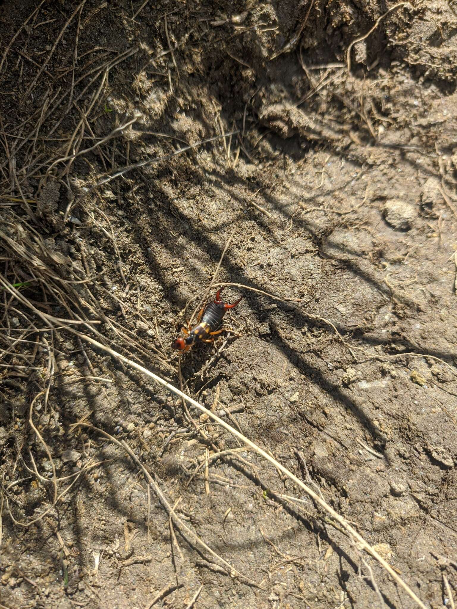 Image of Two-spotted Earwig