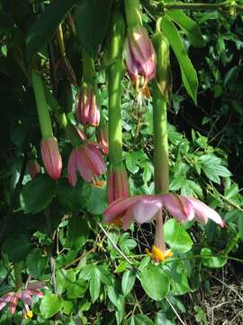 Imagem de Passiflora tripartita (A. Juss.) Poiret