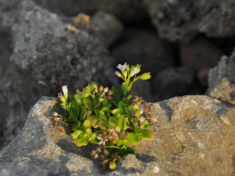 Image of Leptopetalum