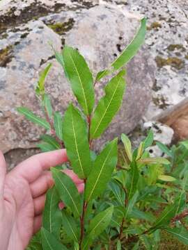 Salix myricoides Muhl.的圖片