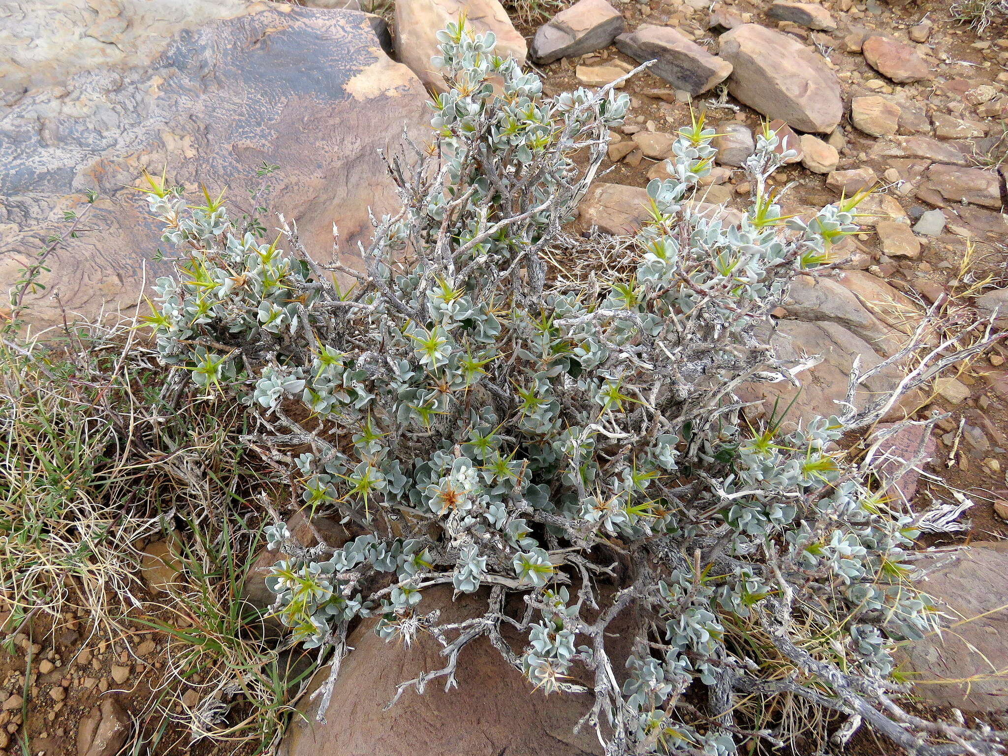 Image of Macledium spinosum (L.) S. Ortiz