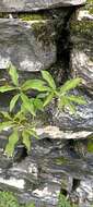 Image of Arisaema flavum (Forssk.) Schott