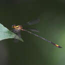 Image of Heteragrion ictericum Williamson 1919