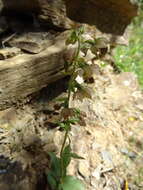 Image of Epipactis lusitanica D. Tyteca