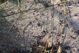 Image of Ornate Soil-crevice Skink