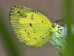 Imagem de Eurema ada (Distant & Pryer 1887)