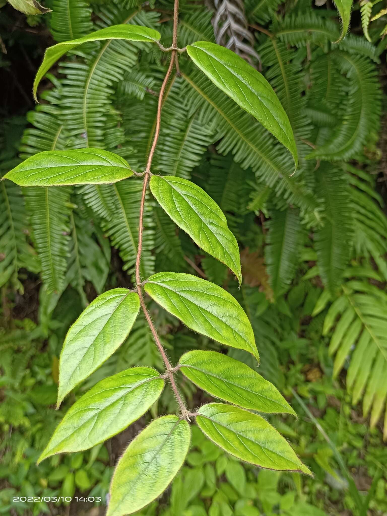 Image of Lonicera hypoglauca Miq.