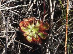 Drosera xerophila的圖片