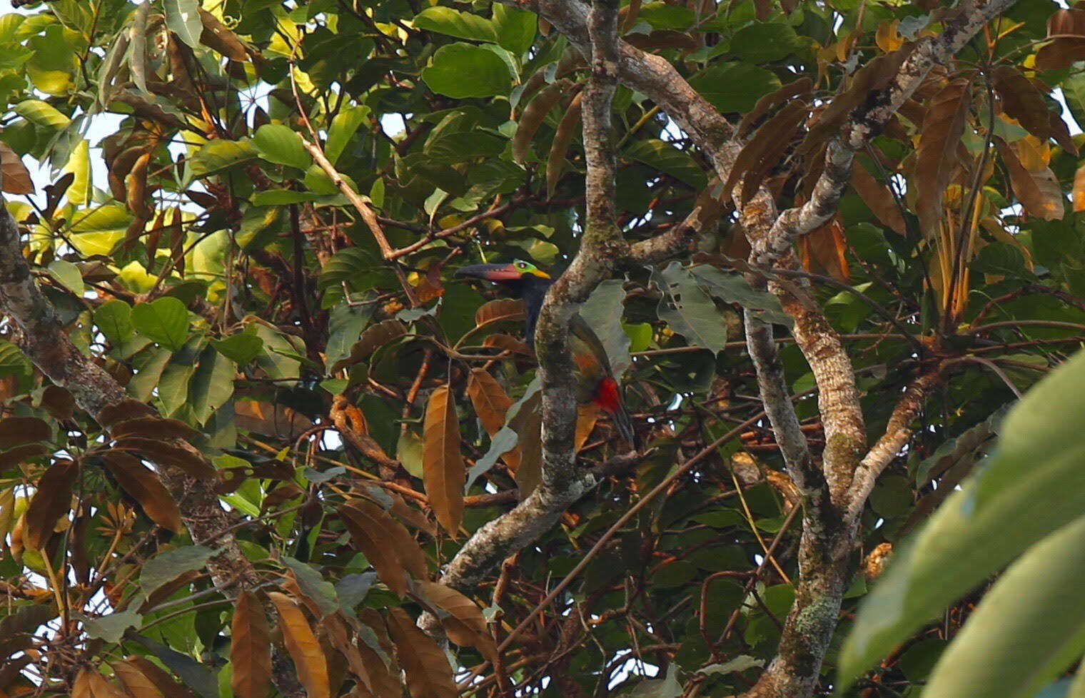 Image of Guianan Toucanet