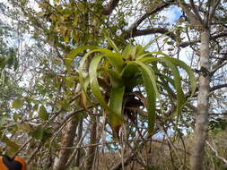 Image of Tillandsia elongata Kunth