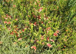 Image of Erica unicolor subsp. georgensis E. G. H. Oliv. & I. M. Oliv.