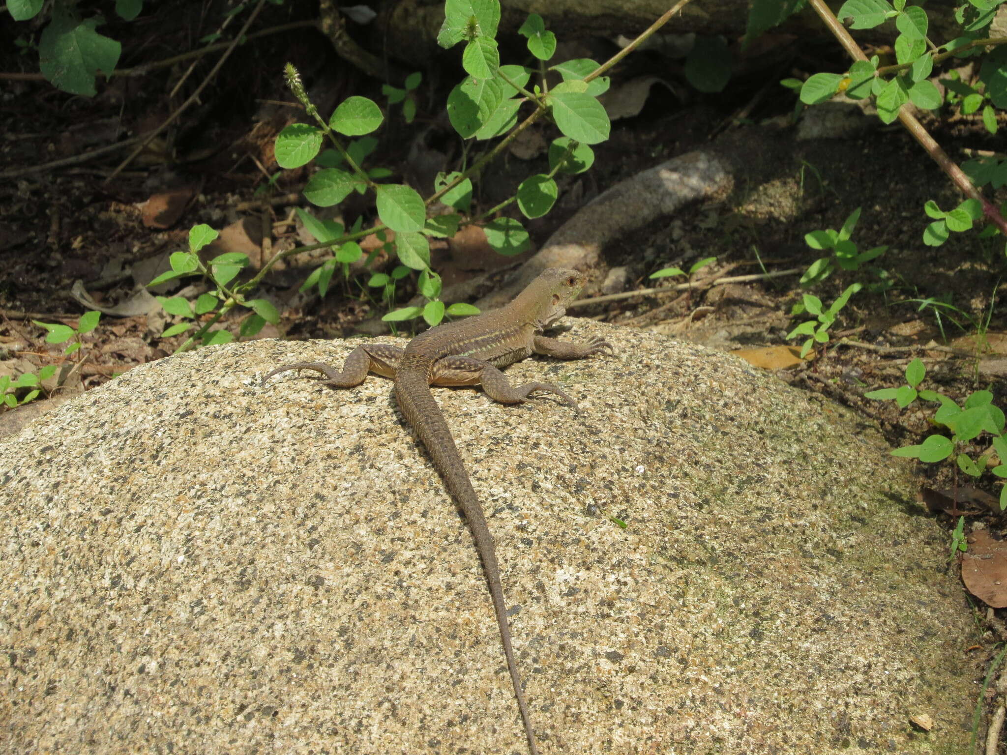 Image de Ameiva bifrontata Cope 1862