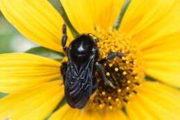 Image of Bombus diligens Smith 1861