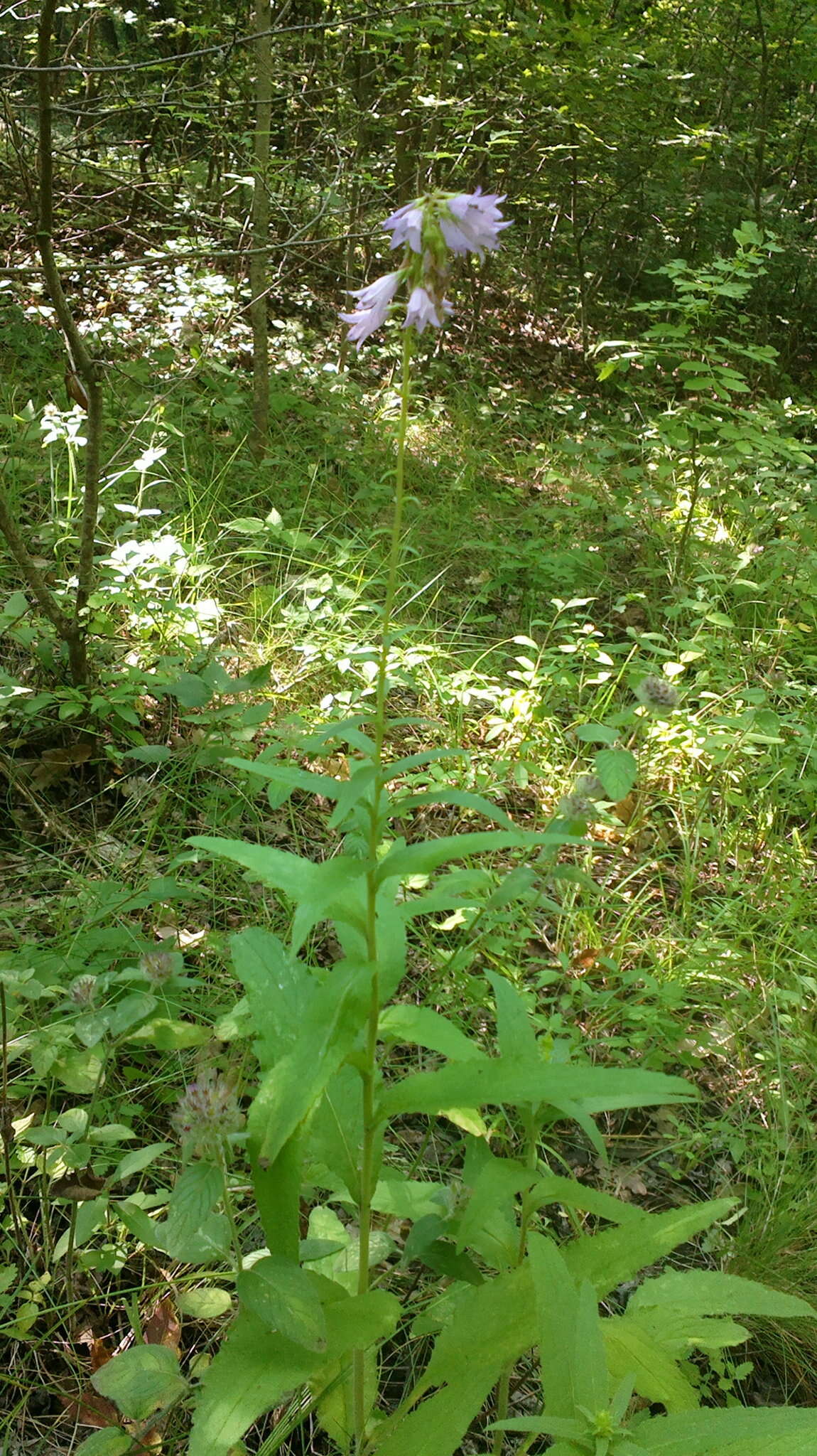 Image of European bellflower