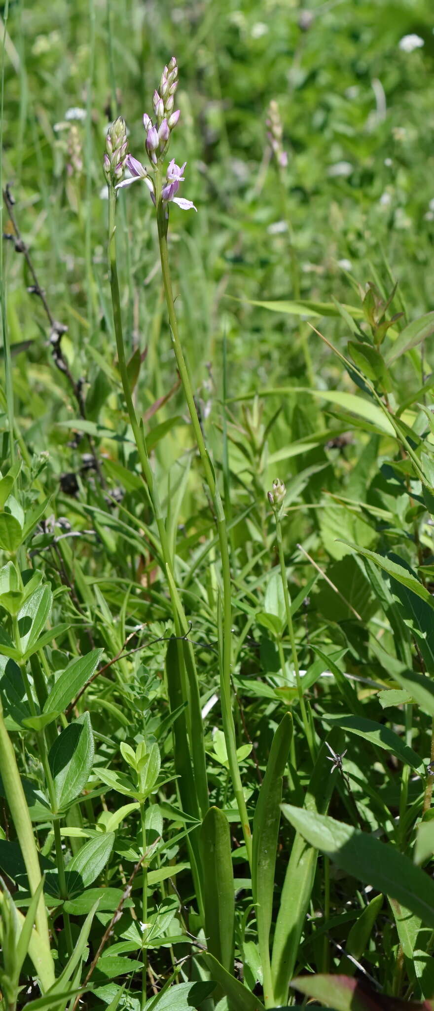 Image de Dactylorhiza iberica (M. Bieb. ex Willd.) Soó