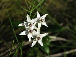 Image of Florida milkweed