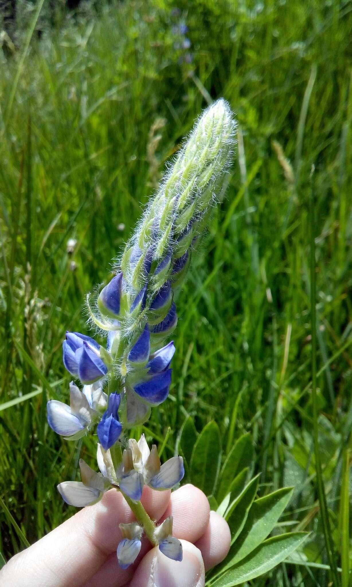 Image of largeleaf lupine