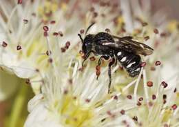 Image de Stelis lateralis Cresson 1864