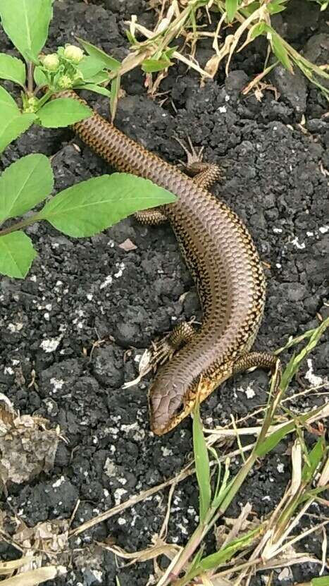 Plestiodon chinensis (Gray 1838) resmi