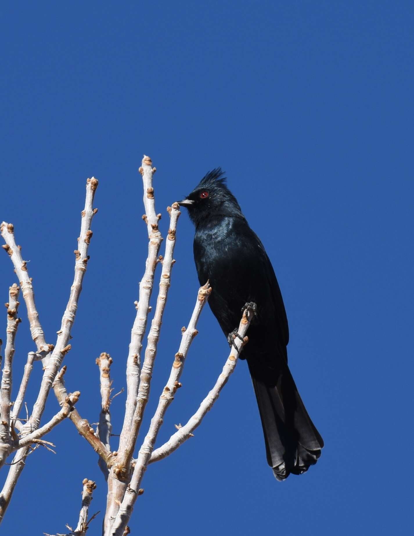 Image of Phainopepla Baird & SF 1858