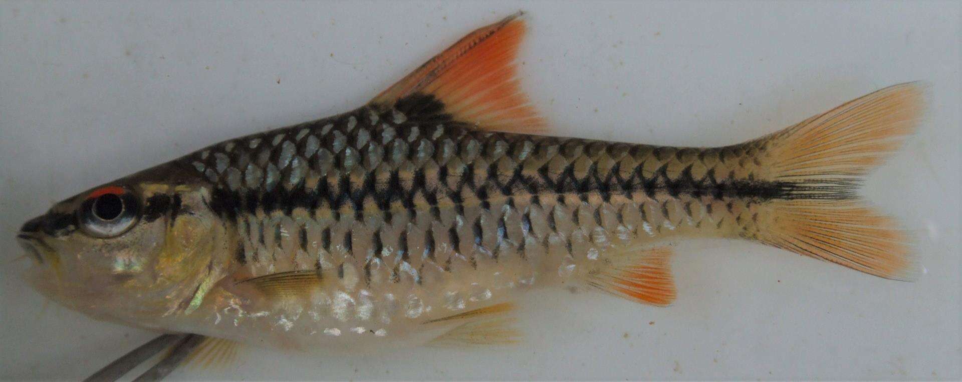 Enteromius miolepis (Boulenger 1902) resmi