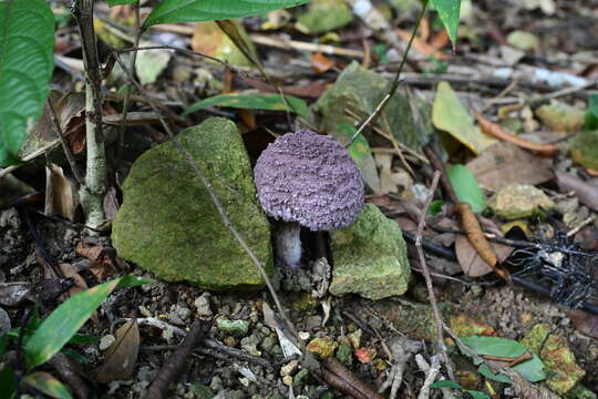 Image of Coniolepiota