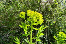 Image of Marsh Spurge