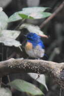 Image of Malaysian Blue Flycatcher