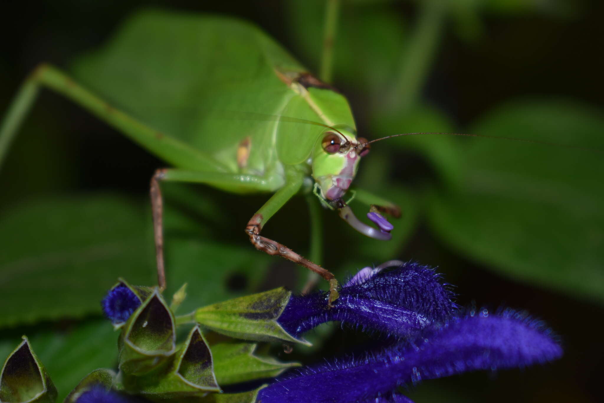 Слика од Stilpnochlora thoracica (Serville 1831)