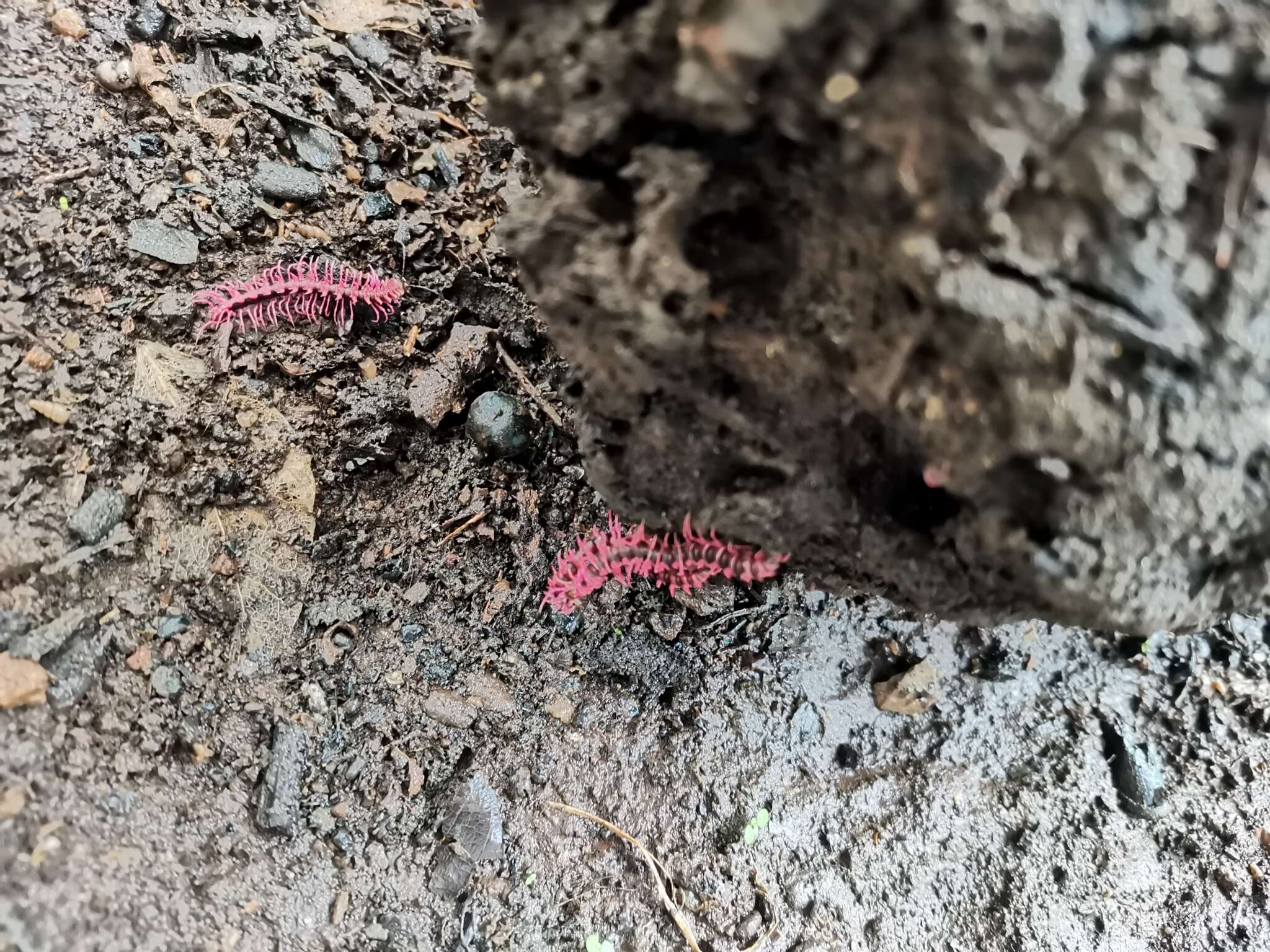 Image of Desmoxytes purpurosea Enghoff, Surachit & Panha 2007