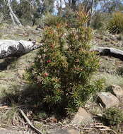 Imagem de Cyathodes glauca Labill.