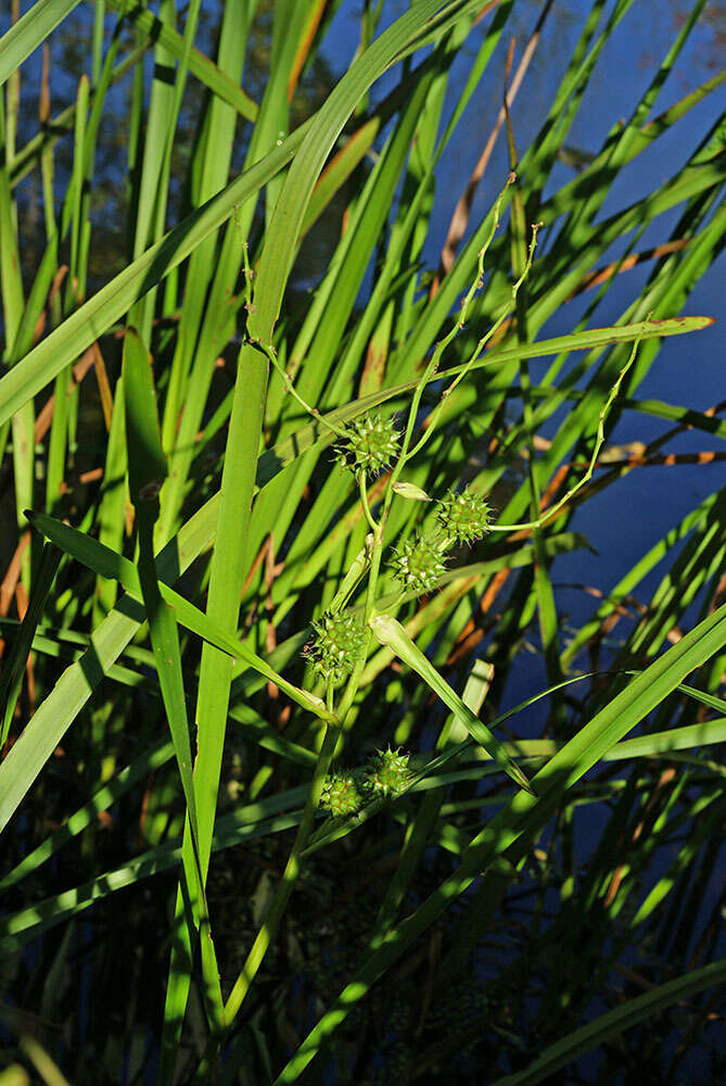 Image of Sparganium eurycarpum subsp. coreanum (H. Lév.) C. D. K. Cook & M. S. Nicholls