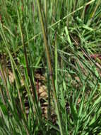Image of Digitaria tricholaenoides Stapf