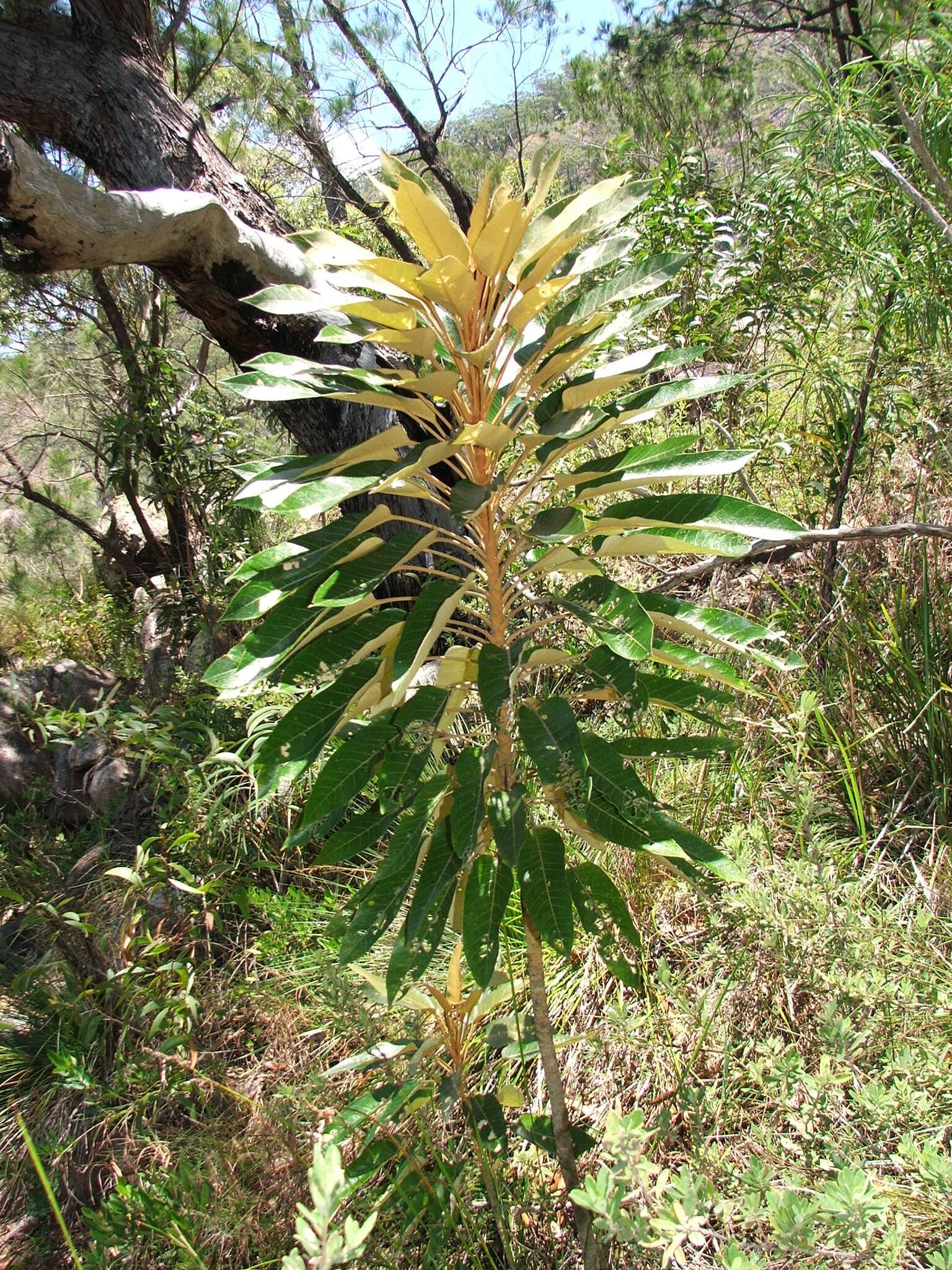 Image of Astrotricha pterocarpa Benth.