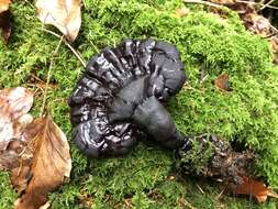 Image of Ganoderma carnosum Pat. 1889