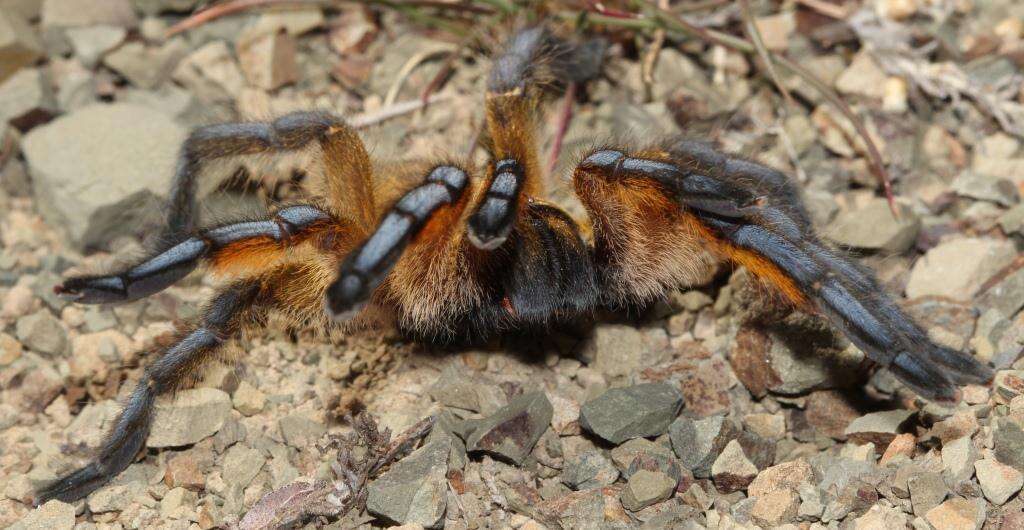 Image of Harpactira pulchripes Pocock 1901