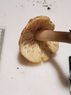 Image of Inocybe fibrosa (Sowerby) Gillet 1876