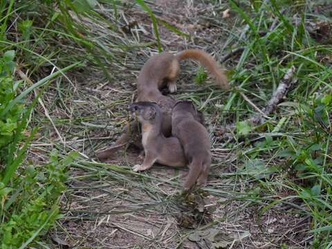 Image of Mountain Weasel