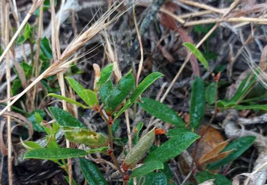 Image of Rhynchosia ciliata (Thunb.) Druce