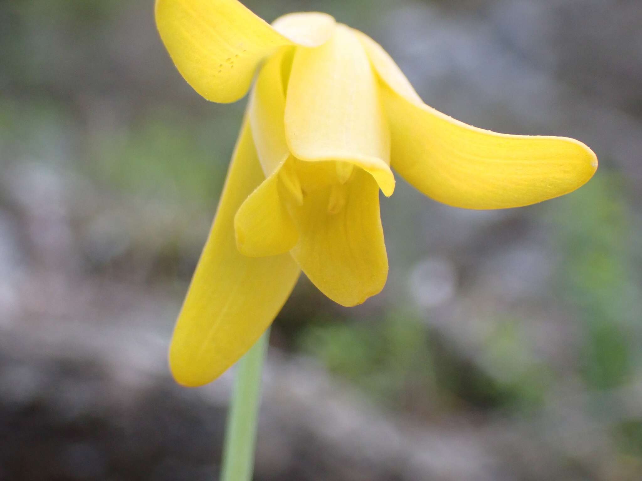 Image of Fritillaria sibthorpiana (Sm.) Baker